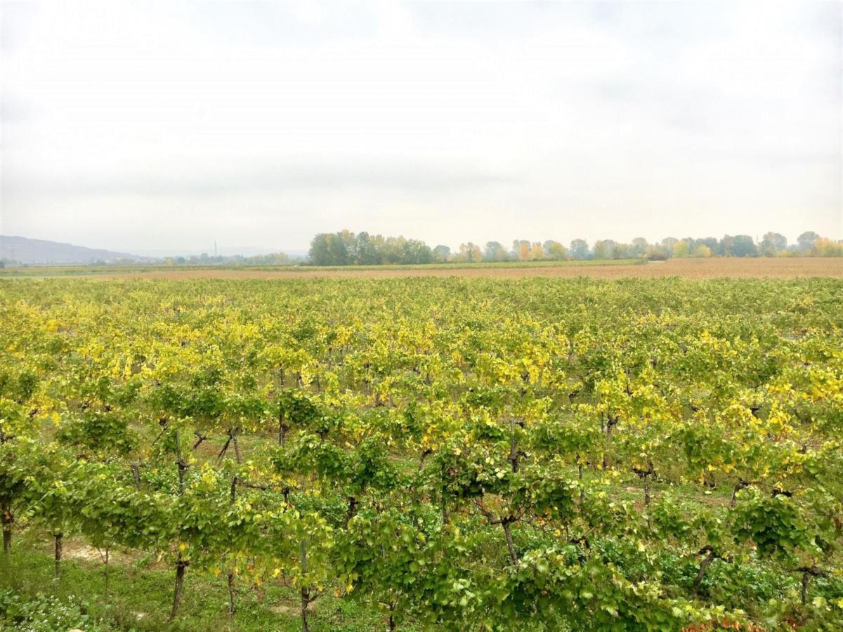 Landhaus Weinblick Rohrendorf bei Krems Eksteriør billede